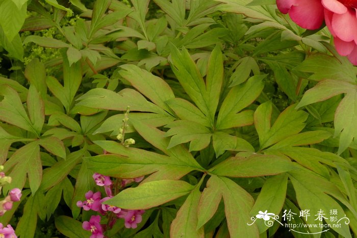 '奇幻之旅'芍药 Paeonia 'Magical Mystery Tour'