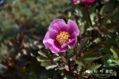 地中海芍药Paeonia mascula subsp. russoi