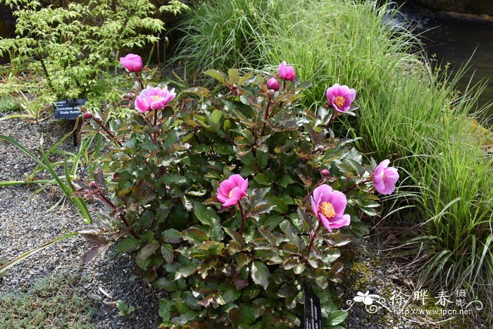 地中海芍药Paeonia mascula subsp. russoi