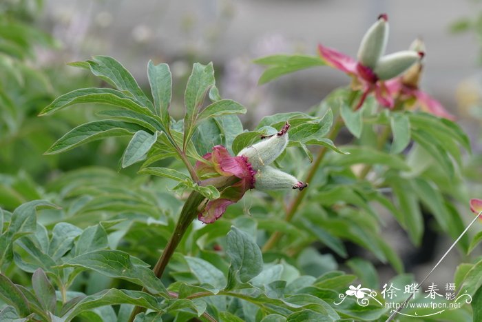 药用芍药Paeonia officinalis