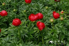 欧洲牡丹Paeonia peregrina