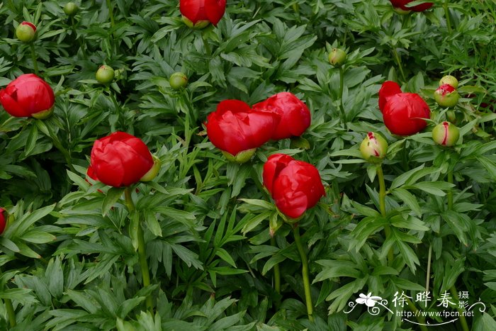 欧洲牡丹Paeonia peregrina