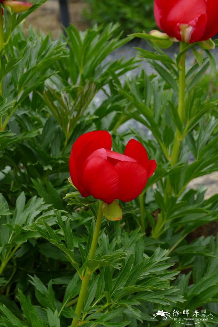 欧洲牡丹Paeonia peregrina