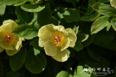 高加索芍药Paeonia mlokosewitschii