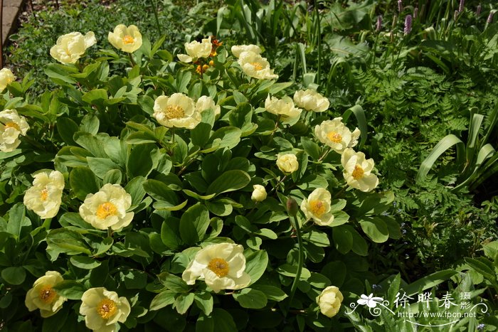 高加索芍药Paeonia mlokosewitschii