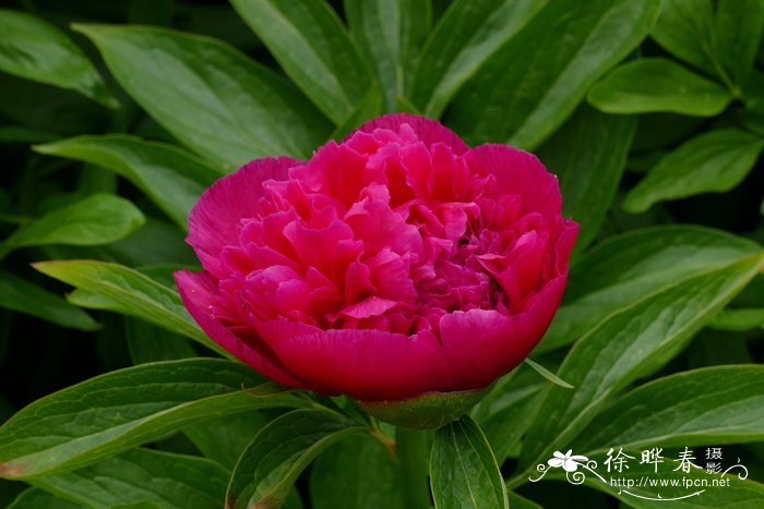 ‘重瓣’药用芍药 Paeonia officinalis 'Flore Pleno'