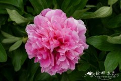 ‘玫红’药用芍药Paeonia officinalis 'Rosea'