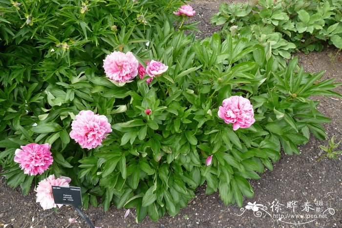 ‘玫红’药用芍药Paeonia officinalis 'Rosea'