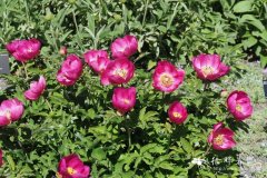 药用芍药Paeonia officinalis