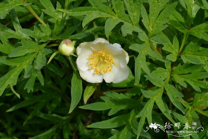 白花紫牡丹 Paeonia potaninii 'Alba'