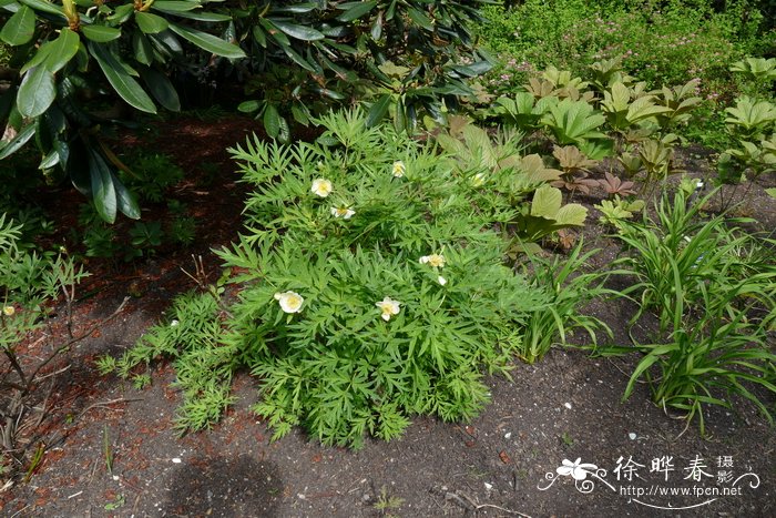 白花紫牡丹 Paeonia potaninii 'Alba'