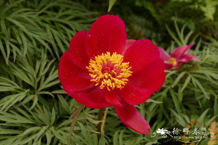 细叶芍药Paeonia tenuifolia