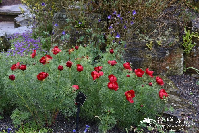 细叶芍药Paeonia tenuifolia