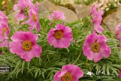 川赤芍Paeonia veitchii