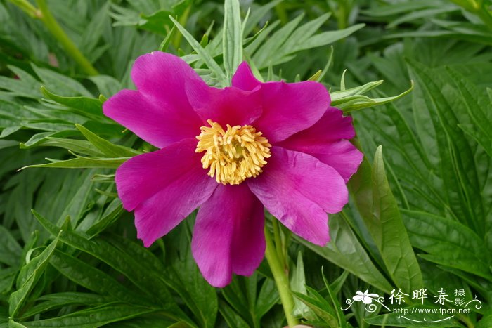 川赤芍Paeonia veitchii