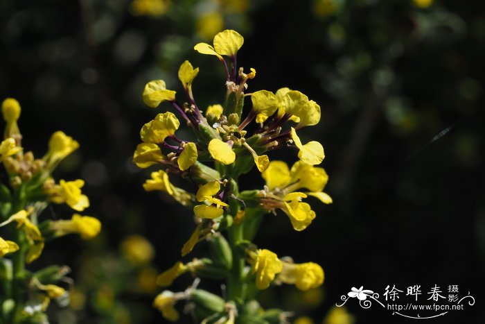 Vella pseudocytisus