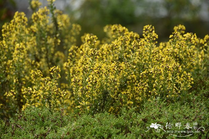 Vella pseudocytisus