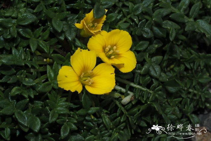 '弗来德海明威'矮黄芥 Morisia monanthos 'Fred Hemingway'