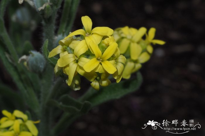 Fibigia triquetra