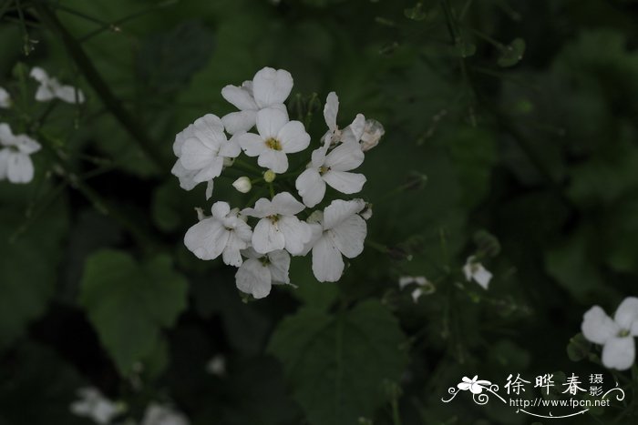 厚隔芥Pachyphragma macrophyllum