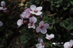 紫花南芥Arabis purpurea