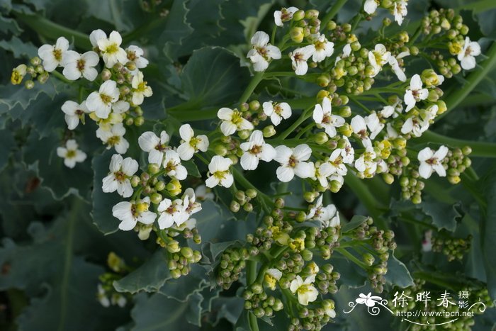 海滨两行荠Crambe maritima