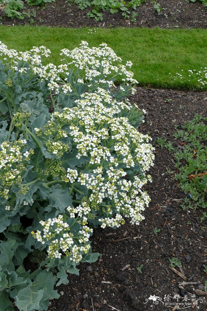 海滨两行荠Crambe maritima