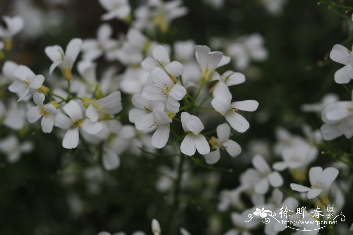 加多南芥Arabis carduchorum