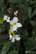 高加索南芥 Arabis caucasica