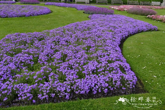 ‘蓝冰’南庭荠Aubrieta 'Glacier Blue'