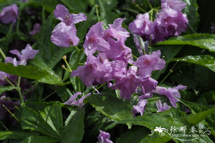 五裂叶碎米荠Cardamine pentaphyllos