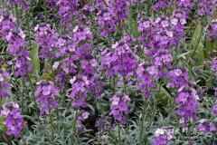 ‘淡紫鲍尔斯’糖芥Erysimum ‘Bowles Mauve’