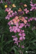 帚糖芥Erysimum scoparium