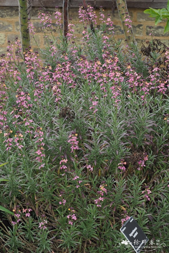 帚糖芥Erysimum scoparium