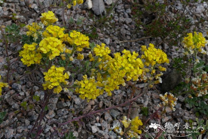 铺散庭荠Alyssum diffusum