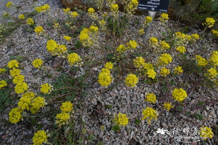 铺散庭荠Alyssum diffusum