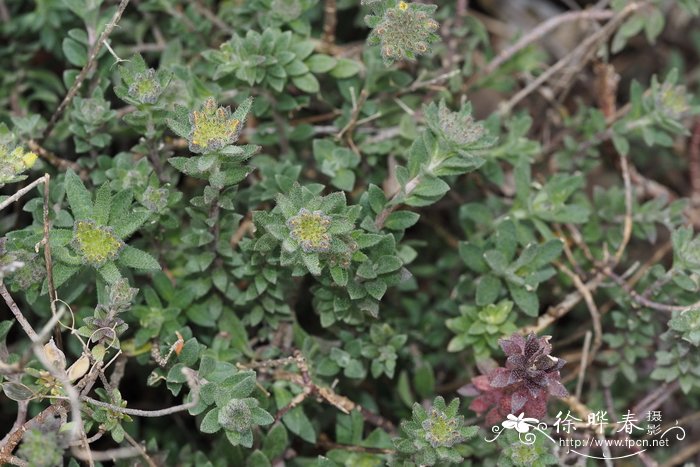 匍匐庭荠 Alyssum repens