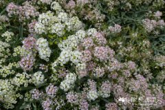 '粉红'刺叶庭荠Alyssum spinosum 'Roseum'