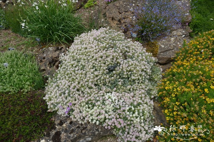 '粉红'刺叶庭荠Alyssum spinosum 'Roseum'