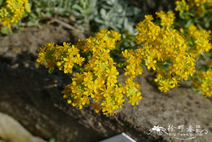 斯特里庭荠 Alyssum stribrnyi