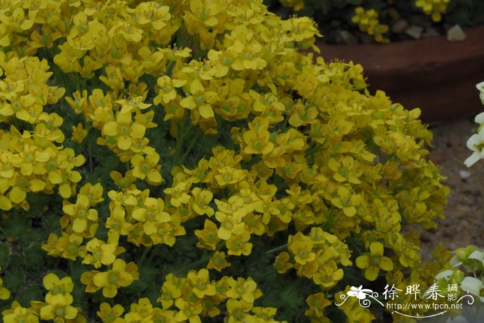 卡帕多细亚葶苈 Draba cappadocica