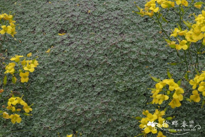 长果葶苈Draba longisiliqua