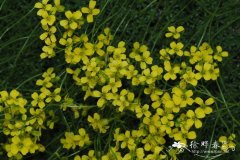 刚葶苈Draba rigida