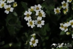 Draba sakuraii