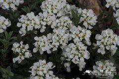 伊伯利亚岩芥菜Aethionema iberideum