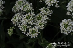 土库曼岩盾荠Peltaria turkmena