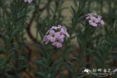 岩芥菜Aethionema coridifolium