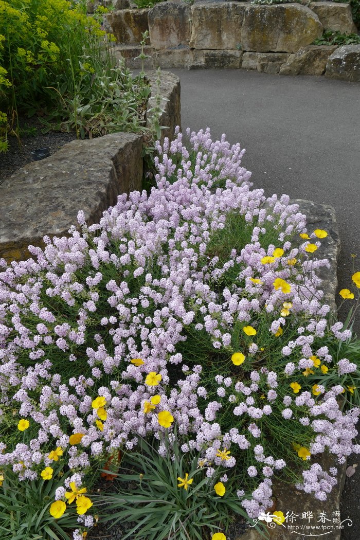 亚美尼亚岩芥菜Aethionema pseudarmenum