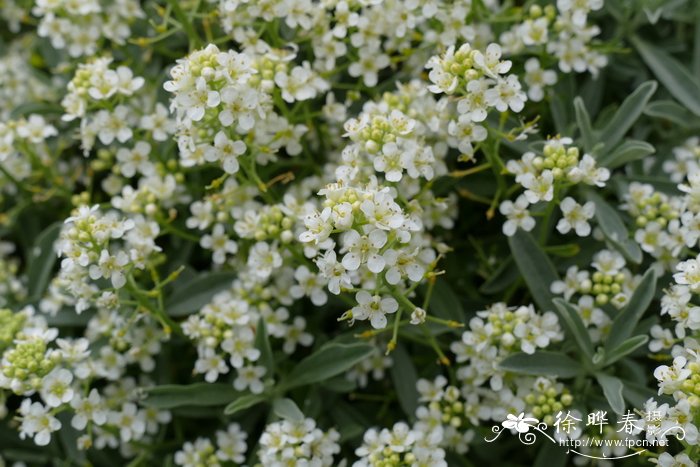 克里特岛岩芥菜Aethionema saxatile subsp. creticum