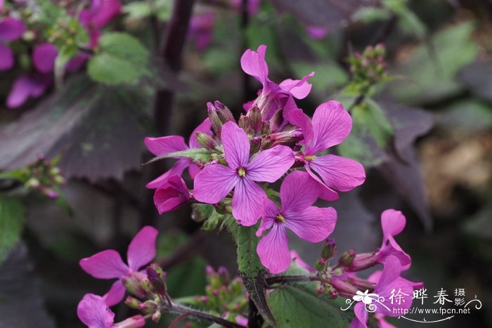 银扇草Lunaria annua